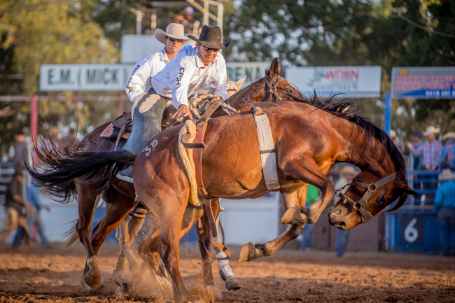 Normanton Rodeo Image Gallery Rodeo Purple Fairy Imagery